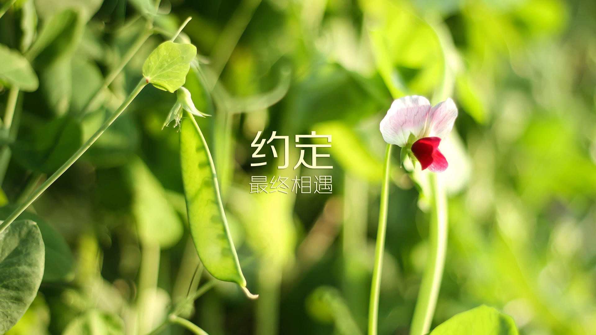 TES强势反弹晋级季后赛，tesvssn季后赛